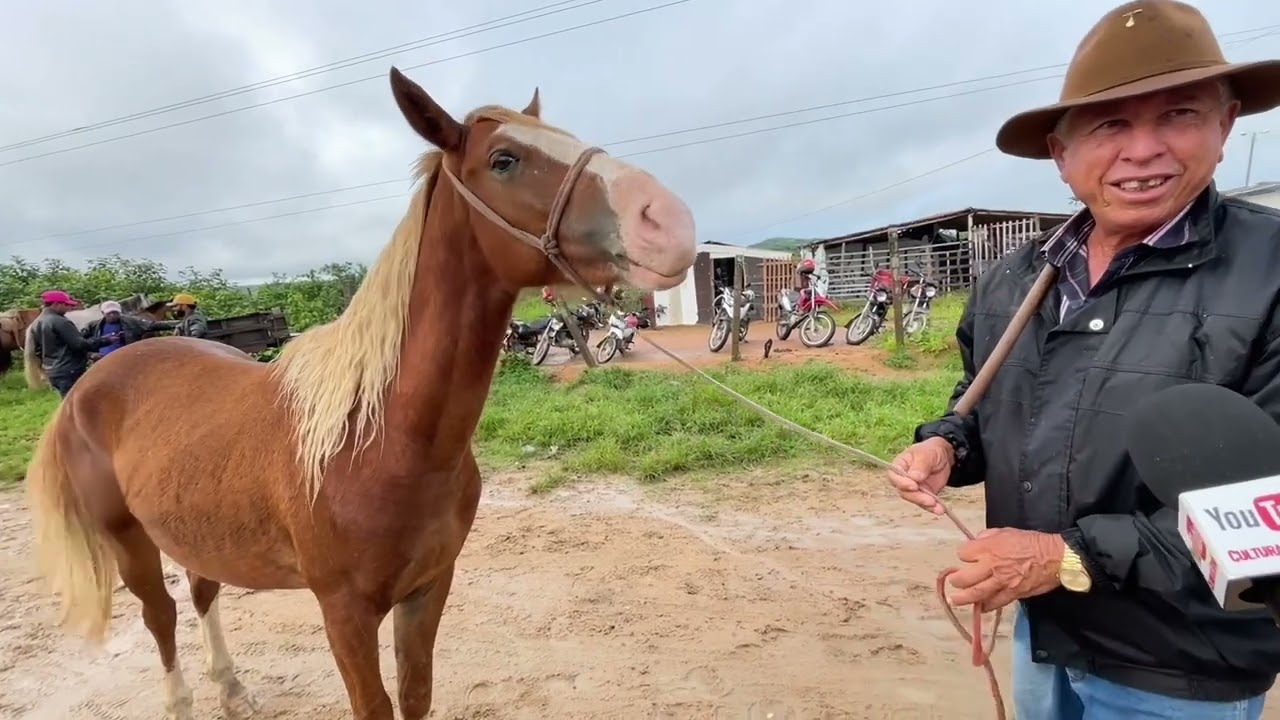 Potro mangalarga na Feira do Cavalo em Dois Riachos - AL 06 - 08 - 2025 #nordeste
