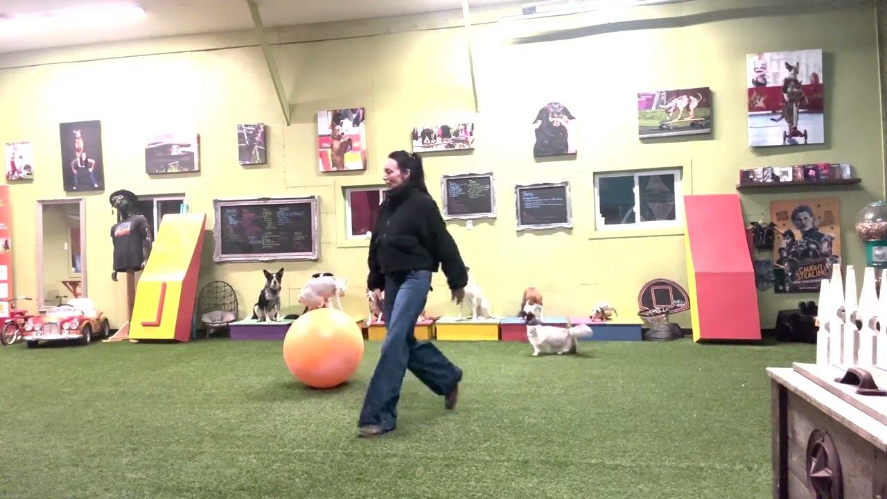 Agile Pup Effortlessly Follows Trainer While Balancing on Giant Ball