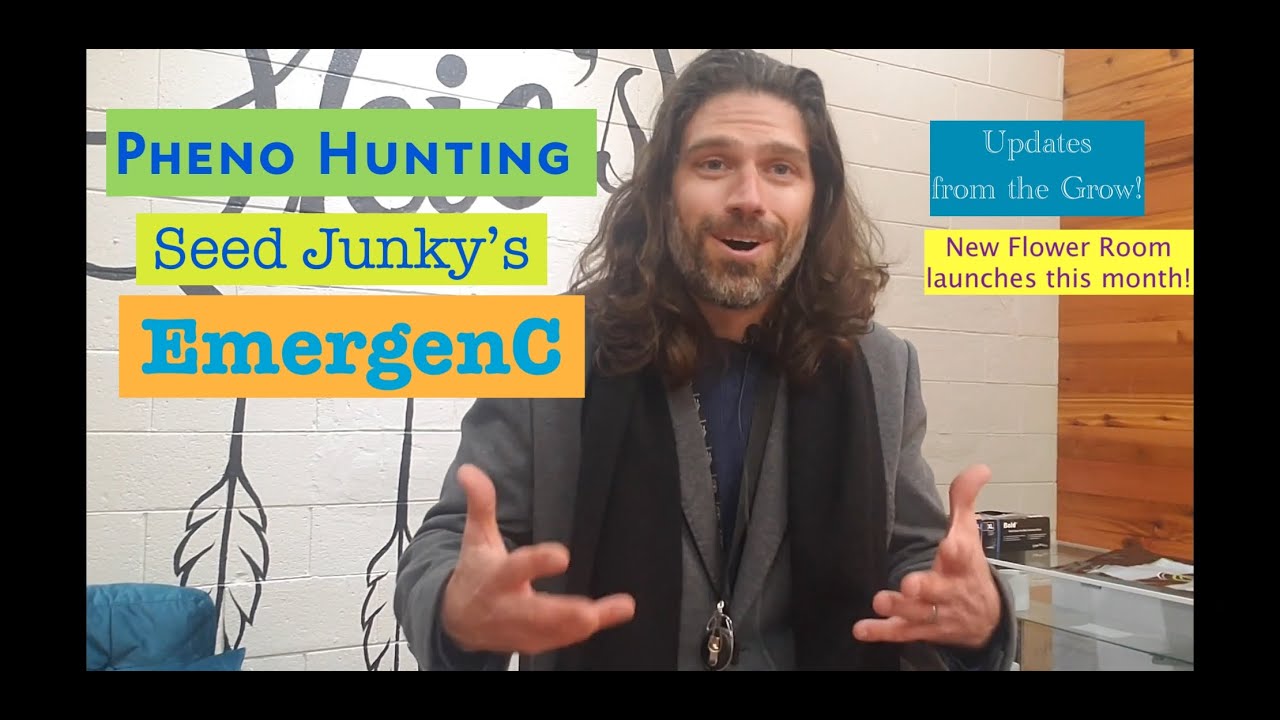 Pheno Hunting Seed Junky's new strain EmergenC in Oklahoma