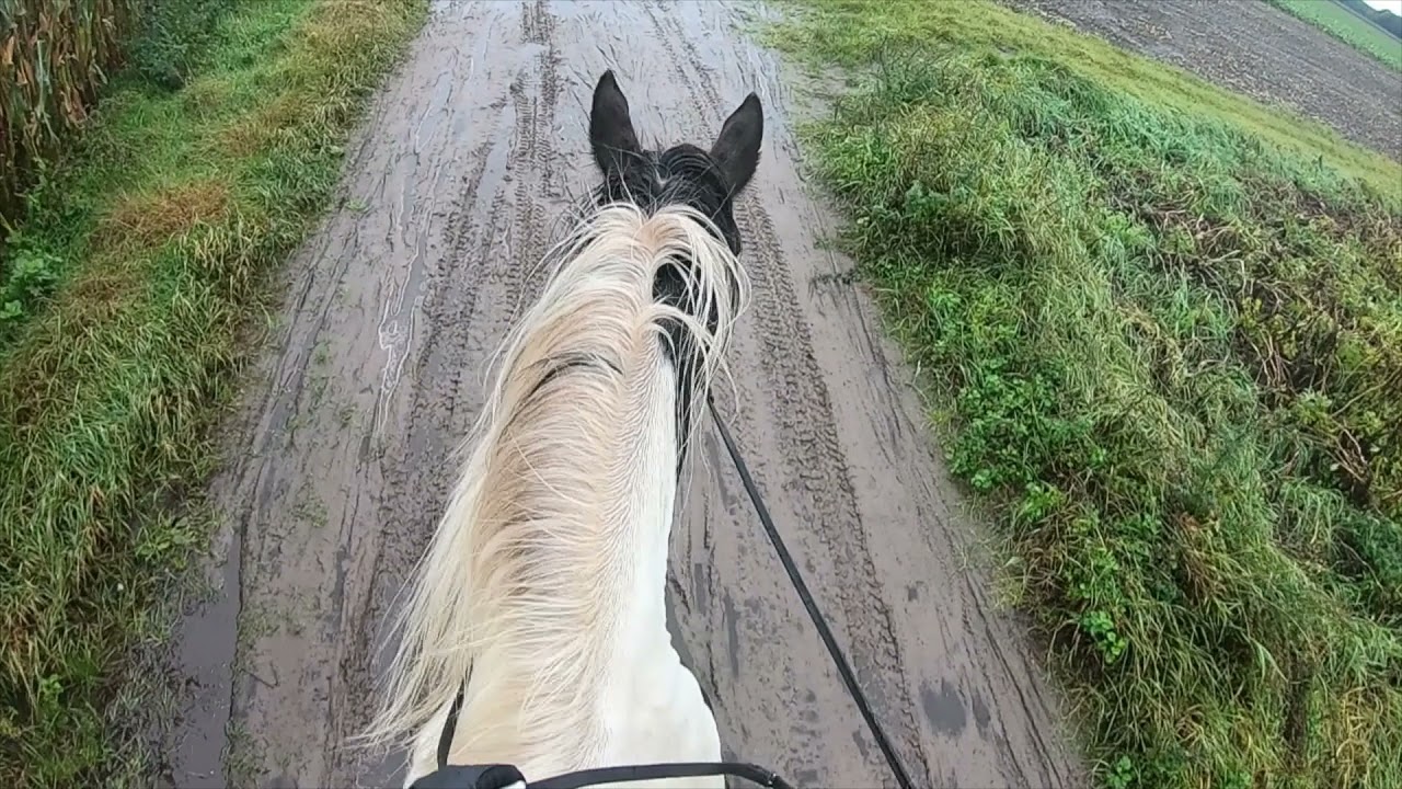 Rchetfjordenpaard huren 03-10-2021