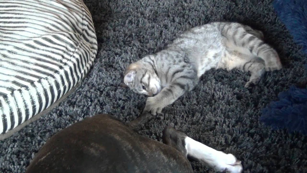 Pixie Bob Kitten plays with Pitbull and Shar-pei