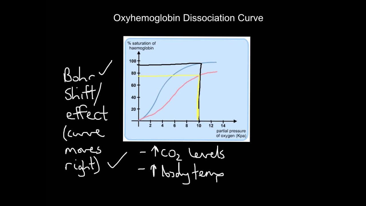 Oxyhaemoglobin Dissociation Curve