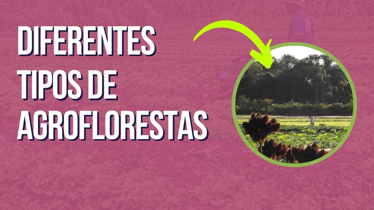 Os 3 caminhos para agroflorestas