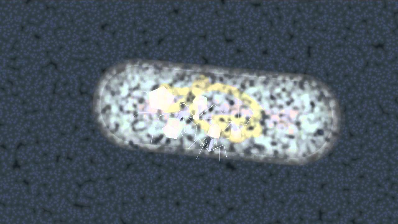 Bacterial Conjugation and Transduction | Encyclopaedia Britannica