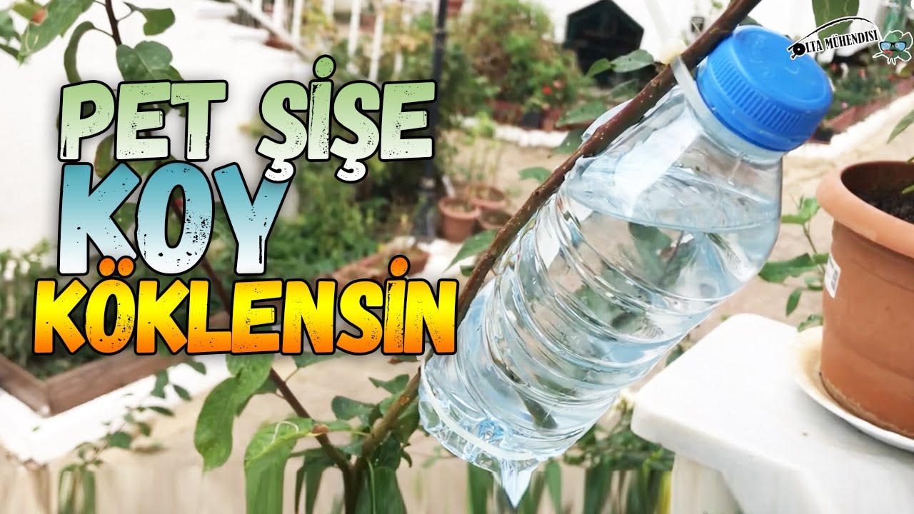 Ağaç Dalında Köklendirme Yöntemi | Deneme 1