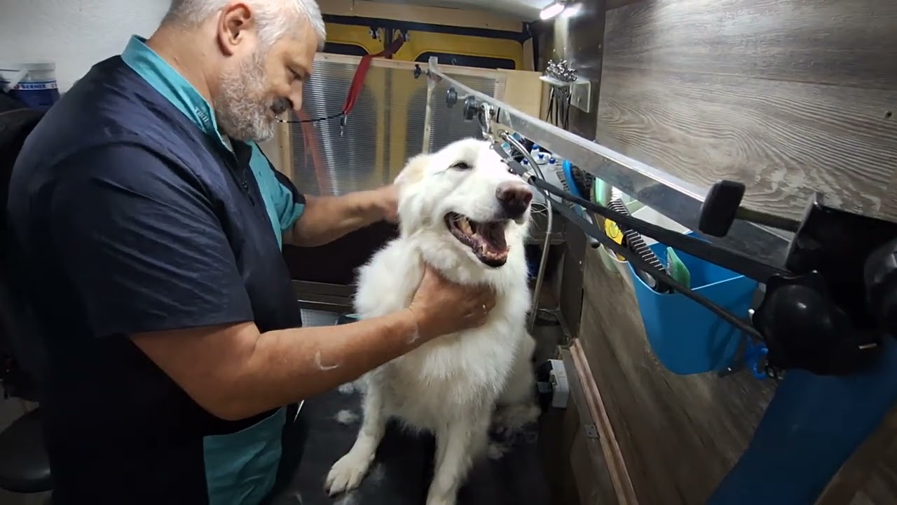 weißer Schäferhund im Wauzmobil