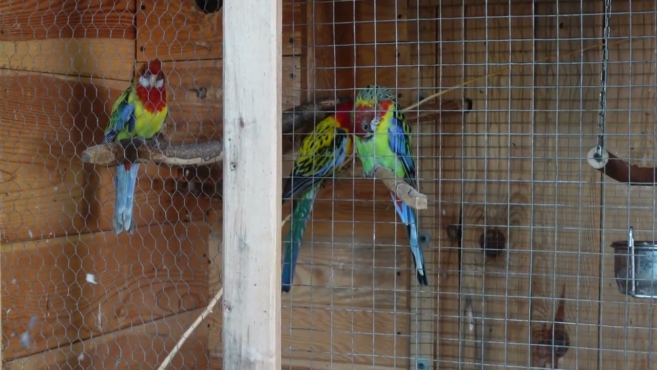 papugi rozelle białolice, para dorosła,Platycercus eximius,Eastern Rosellas