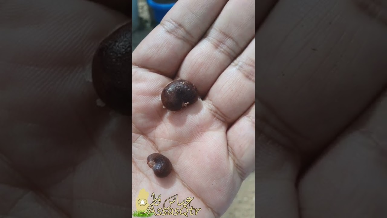 طريقة زراعة بذور التبلدي ..( الجزء 1 )