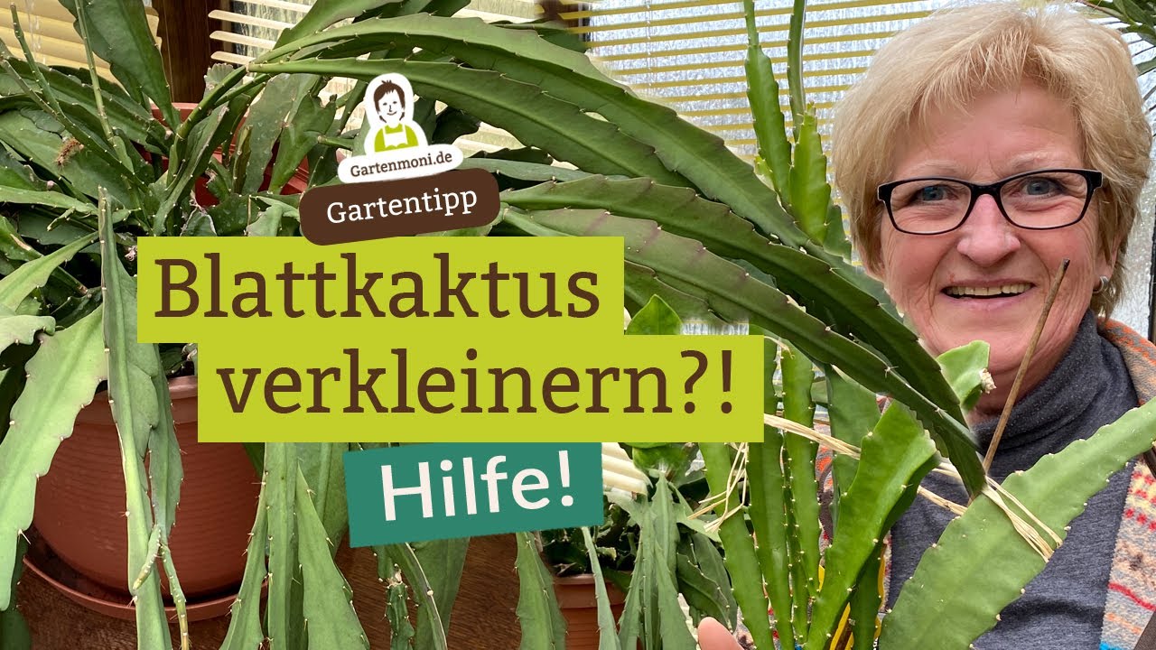 Hilfe, mein Blattkaktus wird zu groß! Wie kann ich ihn verkleinern? Bauernkaktus