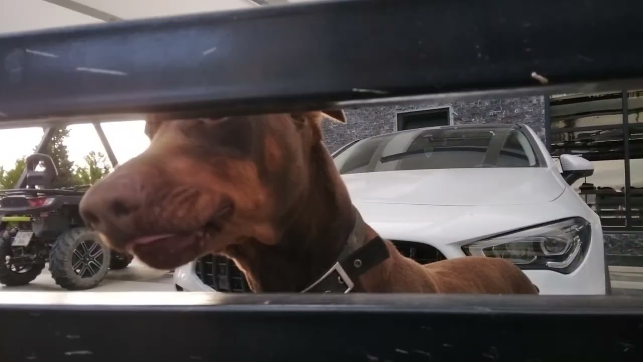 Leckerli 🍖 für Jason 🐕 vom Nachbar🇹🇷 abgeliefert 😂