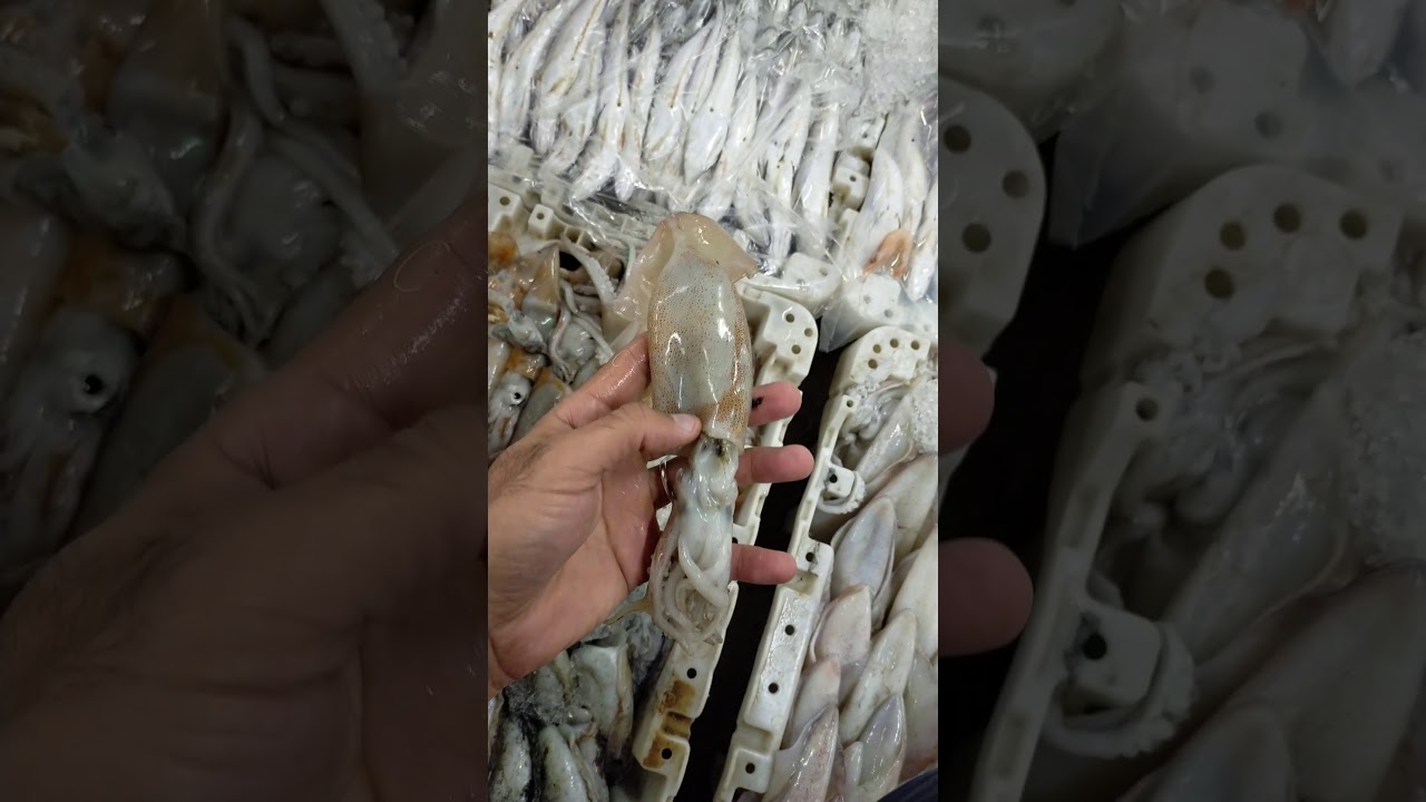 الفرق بين الكلمار والباصمار وأيضا سمبيير وميطاليزي