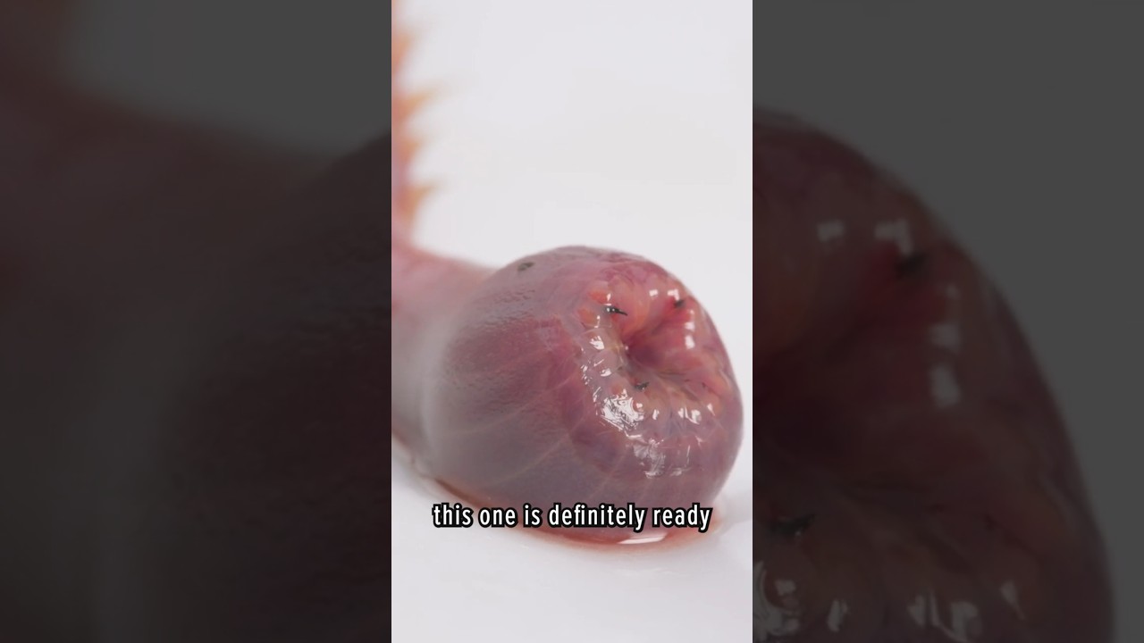 BLOODWORMS: Yes, these alien-like creatures live on our planet!