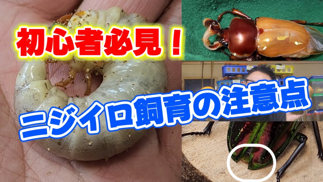 クワガタ飼育　ニジイロクワガタ幼虫を綺麗に羽化させる為のコツをこの道３０年のプロが解説しました！