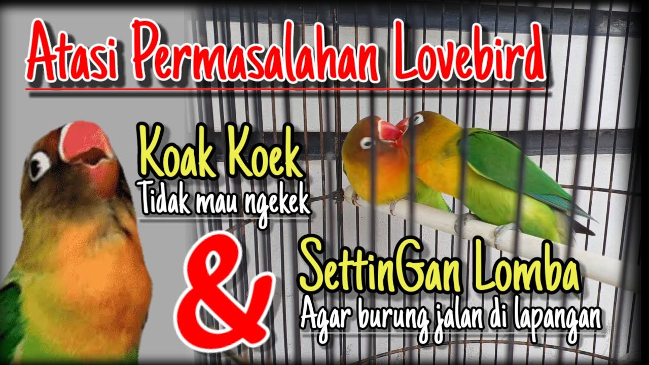 Atasi Lovebird koak koek tidak mau ngekek dan settingan lomba