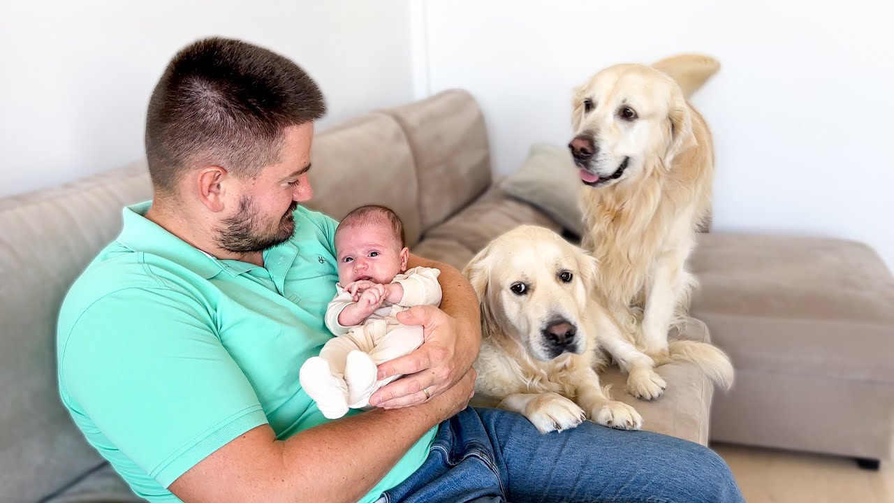 Golden Retrievers Demand Attention When Baby Gets It