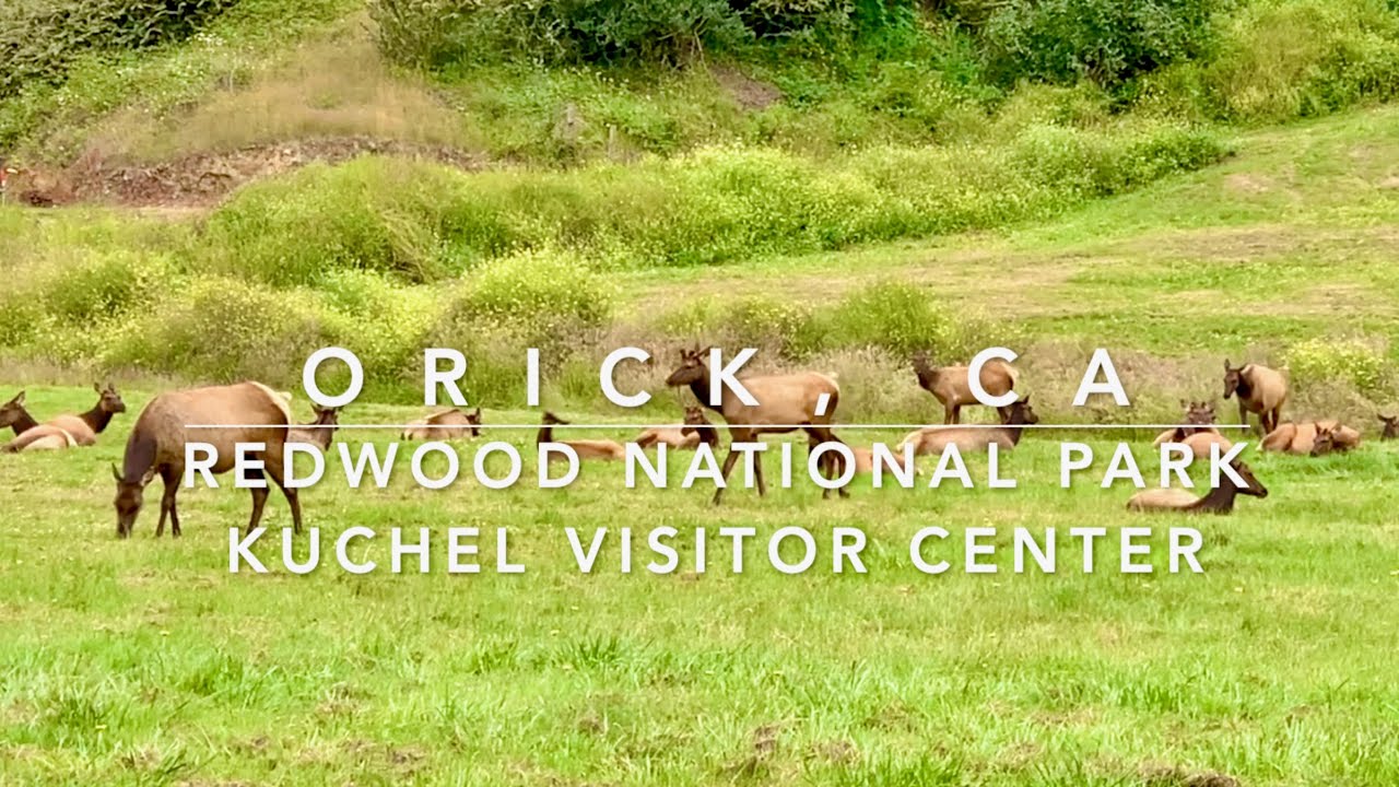 Orick, CA - Elk Meadows Ranch and Visitor Center 紅木國家公園中的度假屋，與Elk做鄰居