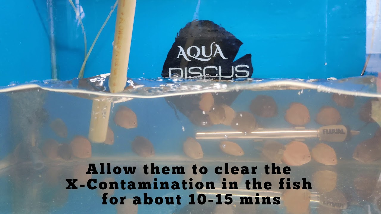 Discus Protector | Quick Quarantine | Aqua Discus India | Cross Contamination Eliminator