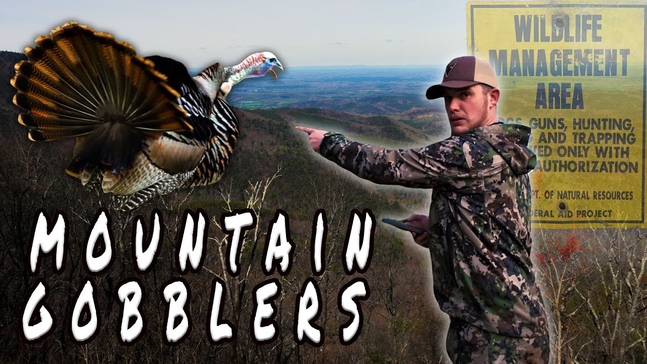 Georgia Public Land Turkey Hunting in The Mountains!
