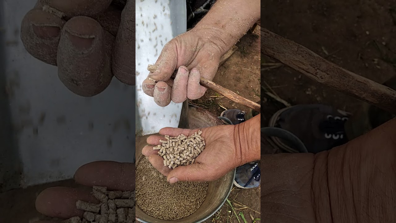 Мой новый способ приготовления комбикорма