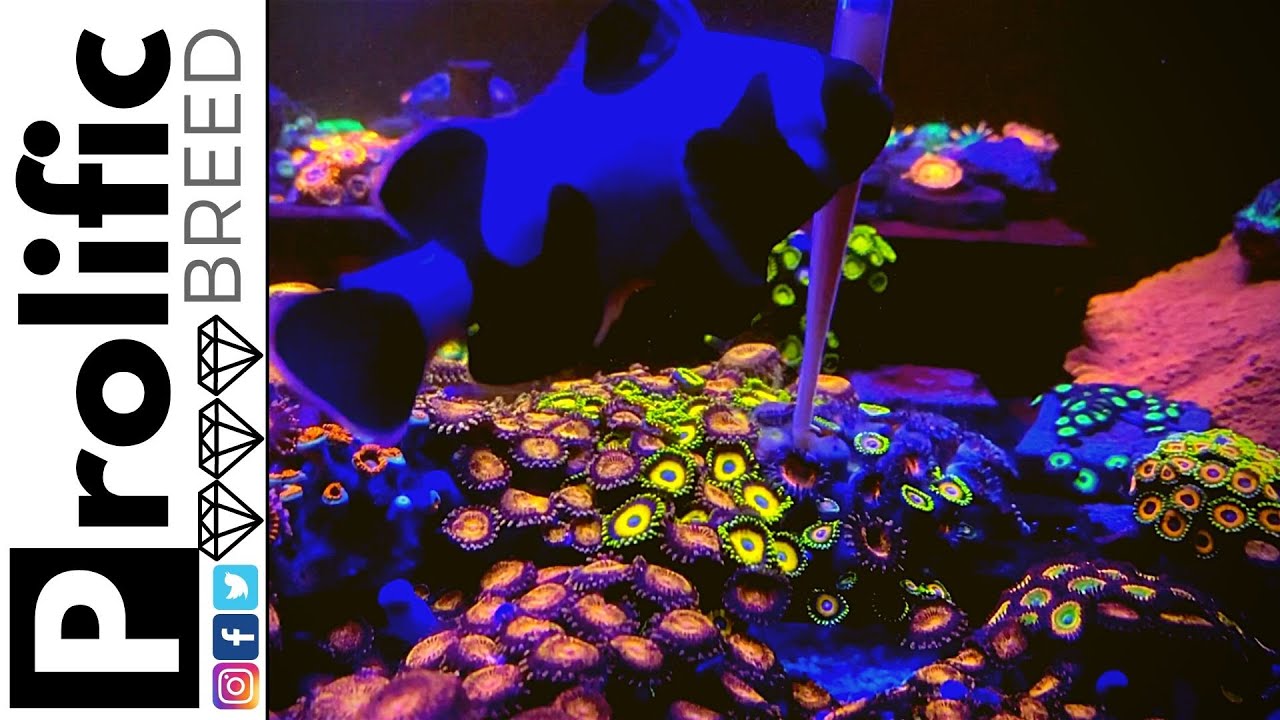 HOW TO FEED ZOANTHID AND PALYTHOA CORALS | AIO NANO REEF TANK NO SKIMMER