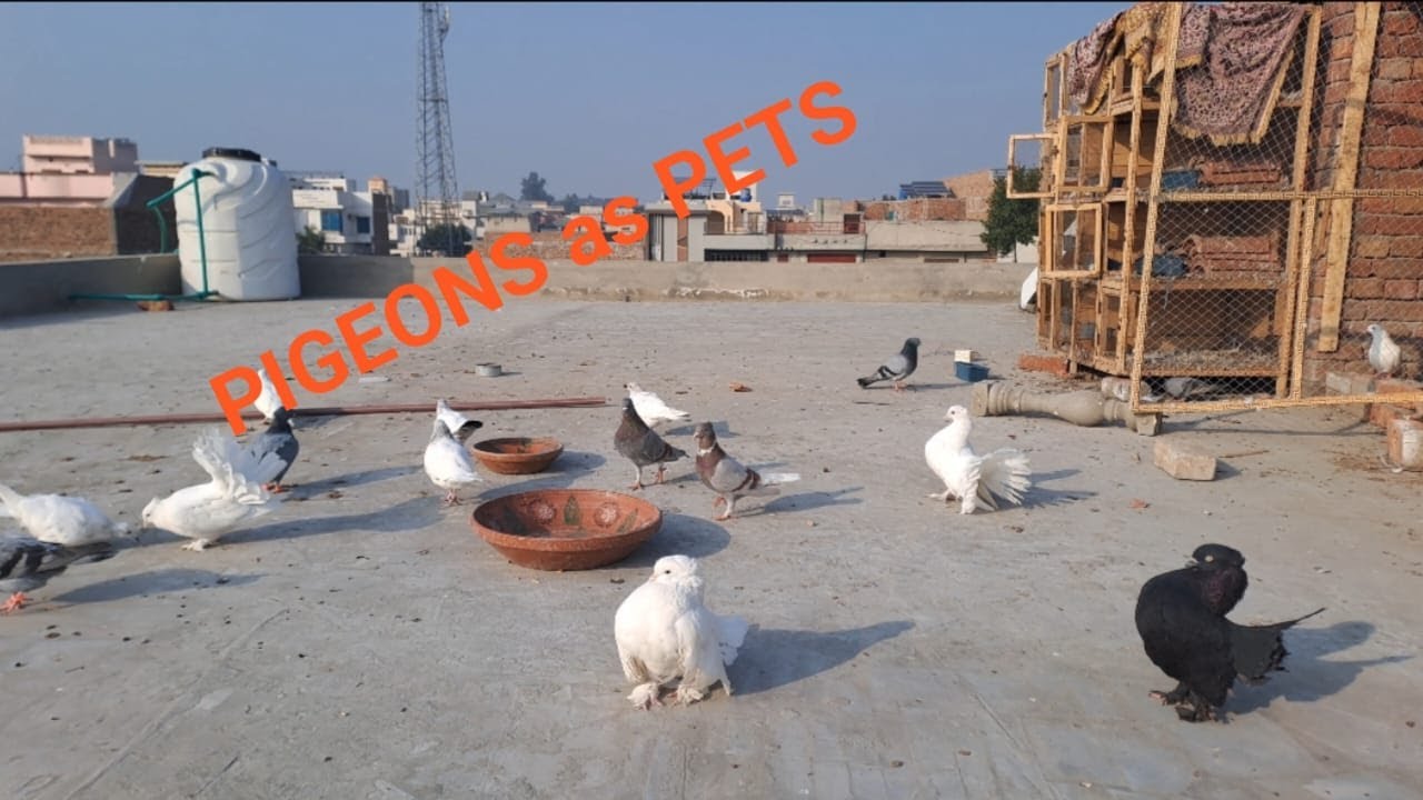 keeping pigeons as pets