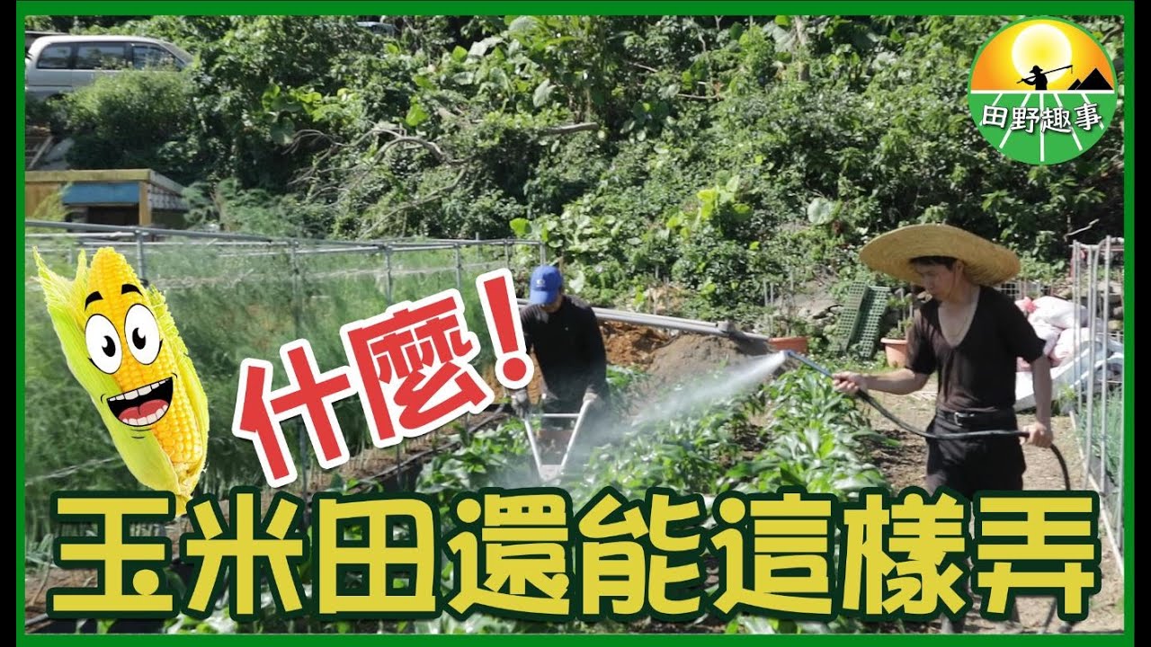 【玉米田】培土開溝玉米田是很療癒的 《田野趣事》｜鄉村生活｜農村日常｜務農｜