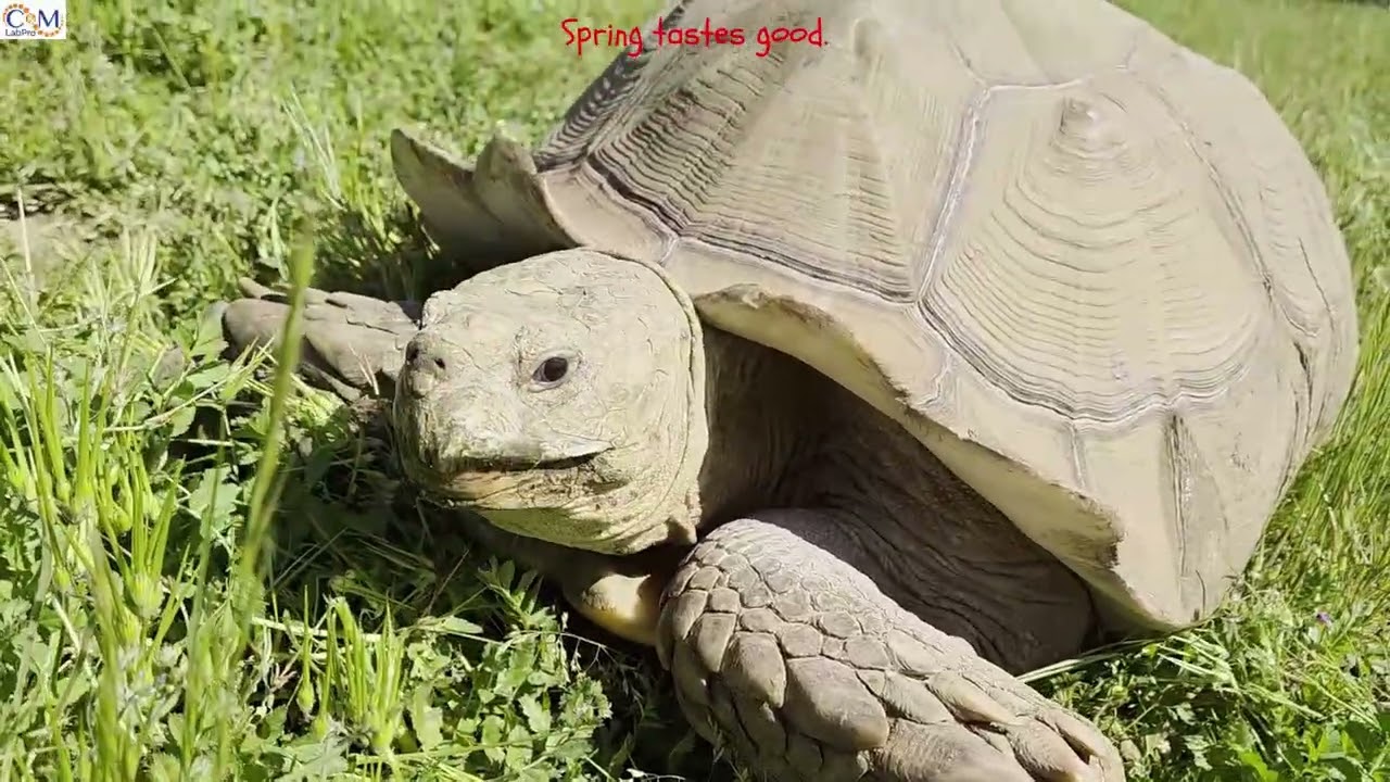 Spring taste good. Leaf crunchy. Life happy!