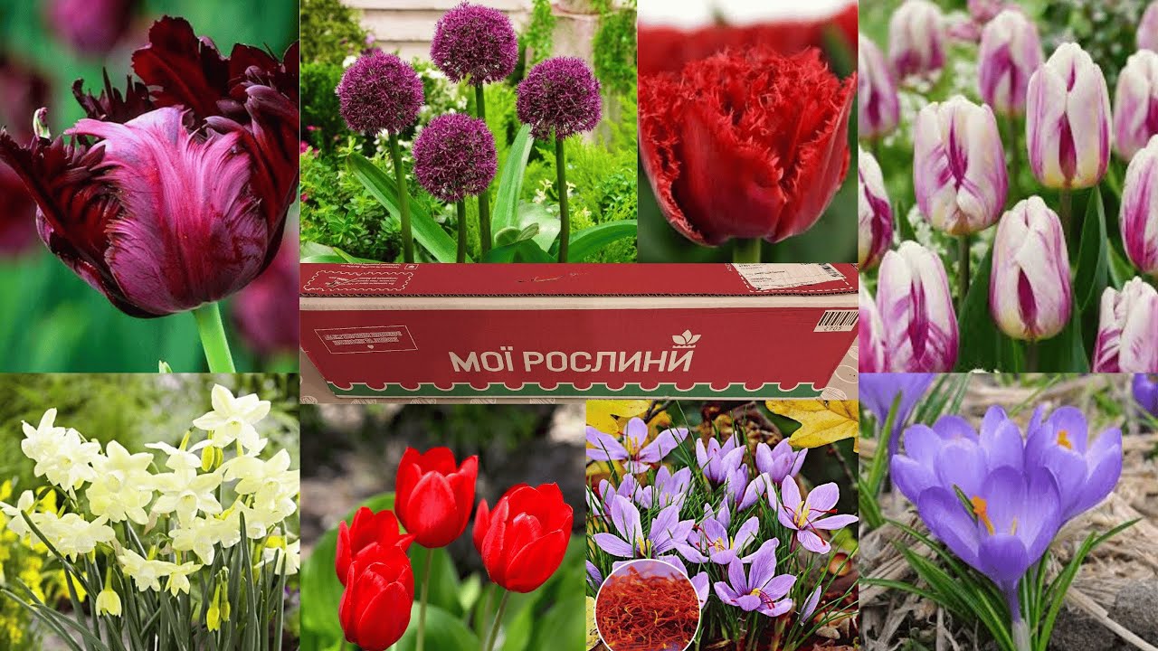 ФЛОРІУМ. Щедрі подарунки.