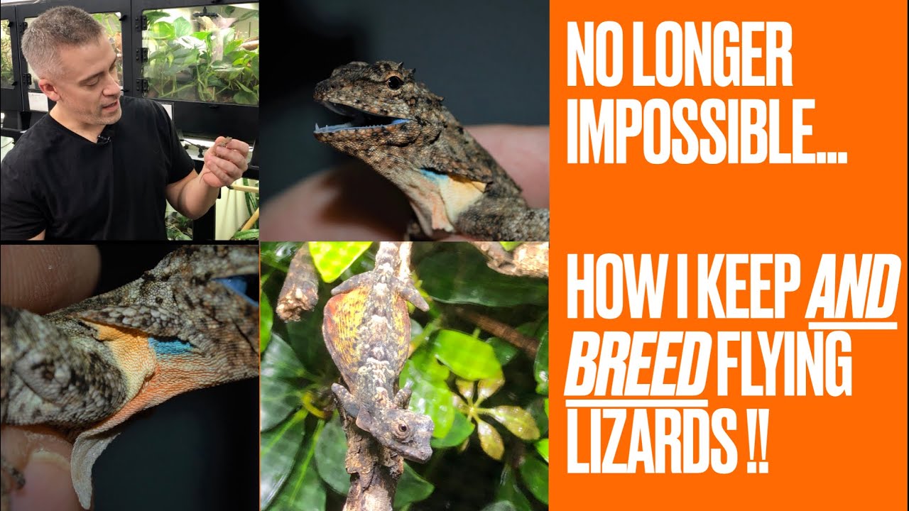 How I Keep and Breed Flying Lizards (Draco!)