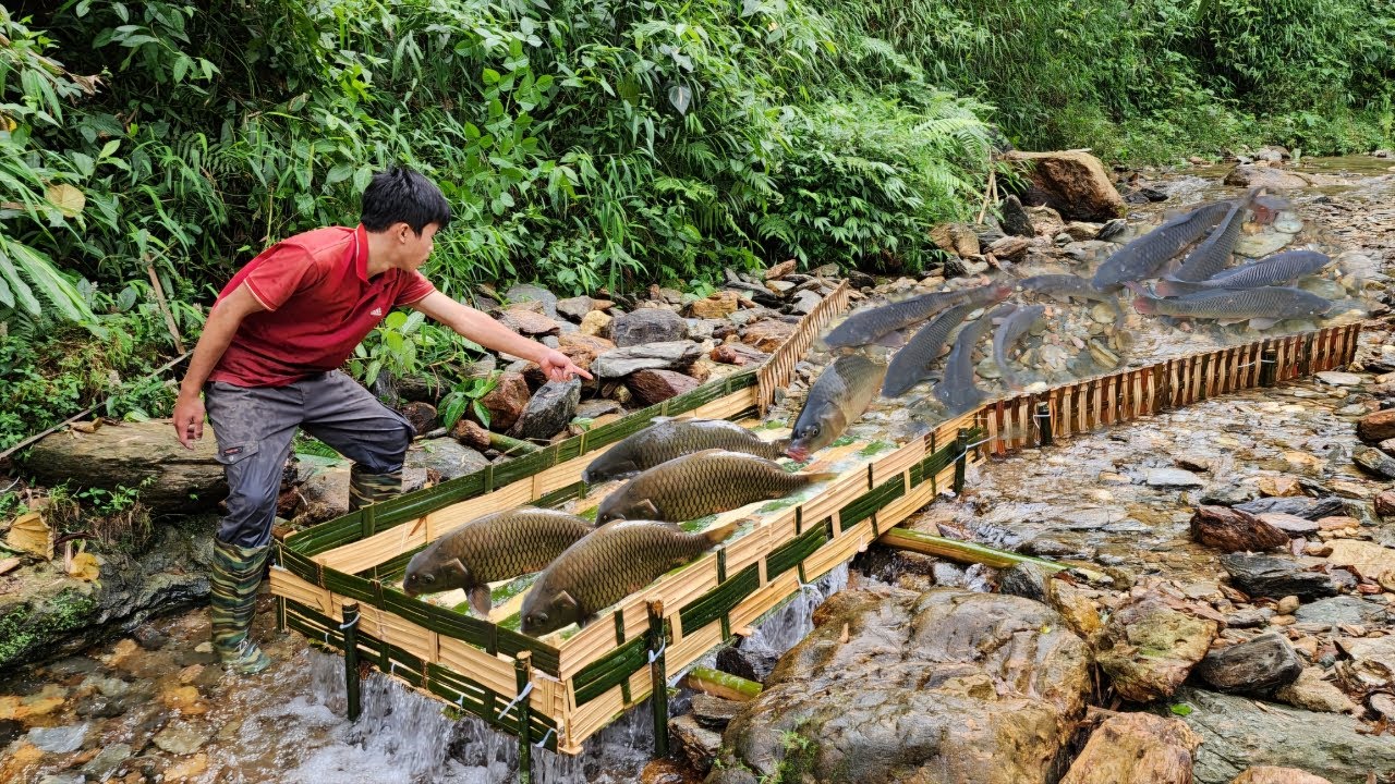 Super fishing skills using woven bamboo to make a fish trap in the stream.