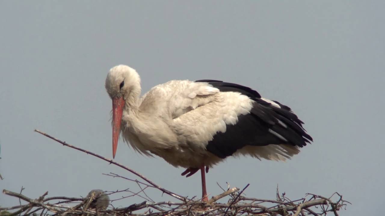 Zeiss Conquest Gavia 85 Sony RX 100 IV - Digiscoping