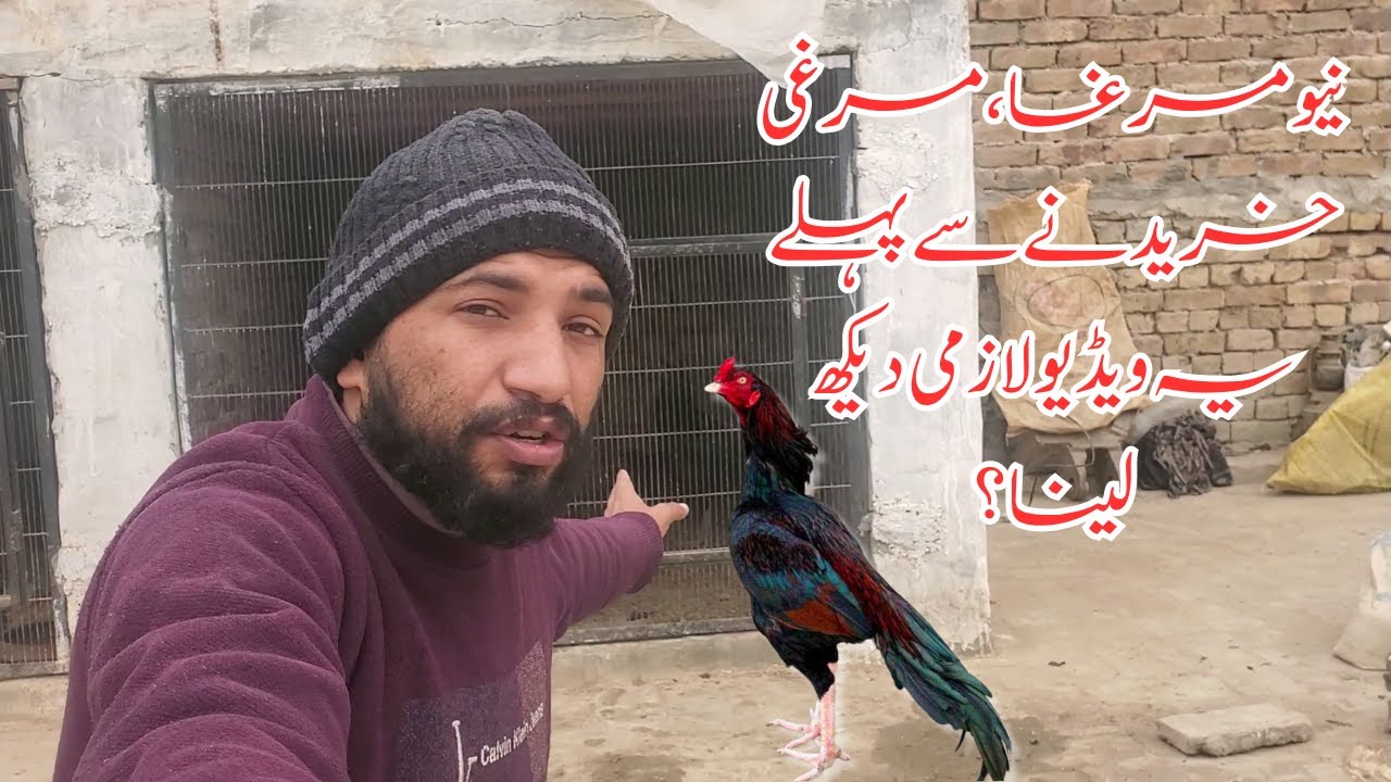 New Aseel Murga Murghi Khareedne Ke Baad Zaroori Cheezen!