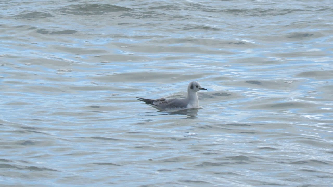 Bonaparte's Gull (1st Winter). Tolcarne. Newlyn. Cornwall