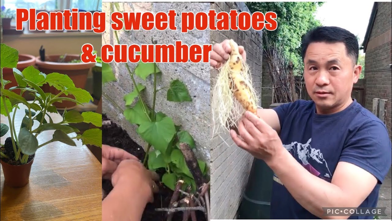 Planting cucumber & sweet potatoes  #organicgardener #seedlings #sprouting