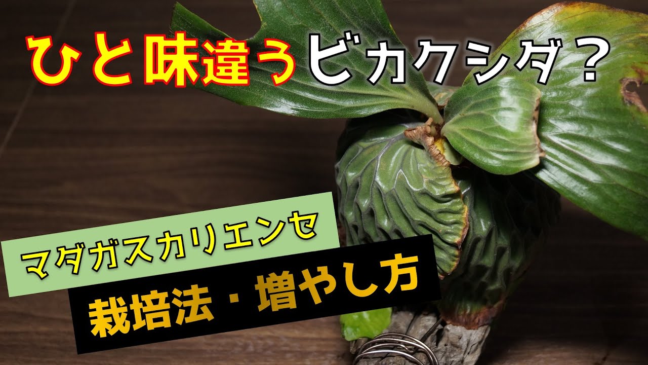 【アレは使わない？】マダガスカリエンセの育て方・増やし方・胞子培養【ビカクシダ・コウモリラン】【観葉植物】