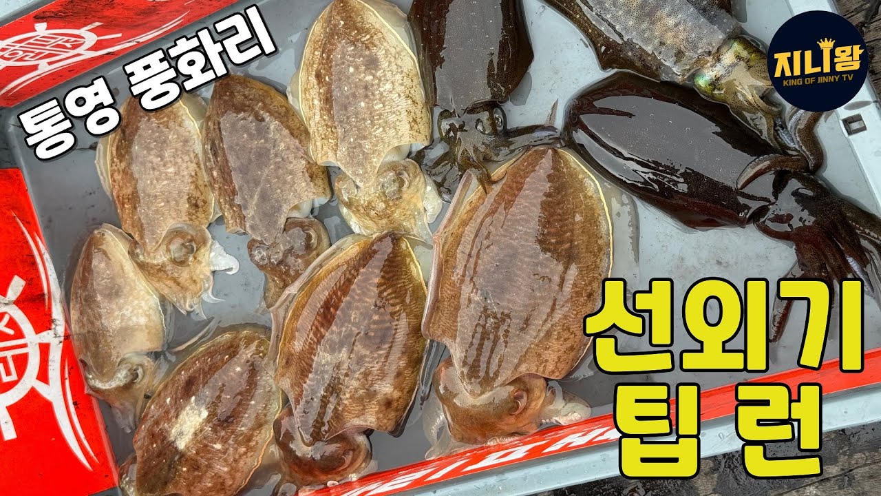 통영 풍화리 선외기 팁런!! 무늬랑 갑오징어
