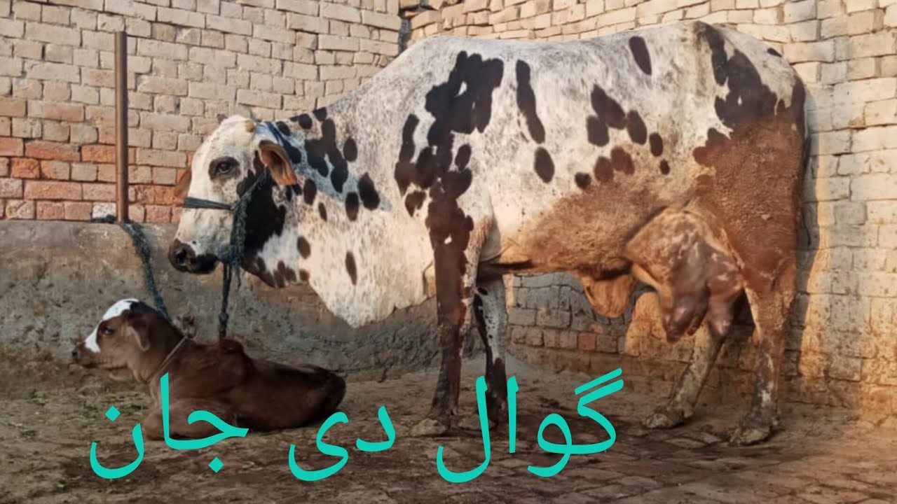 فریزین چولستانی کراس تازہ سوئی گائے سیل آن پاکستان یوٹیوب 03051845466.=24.2.2026