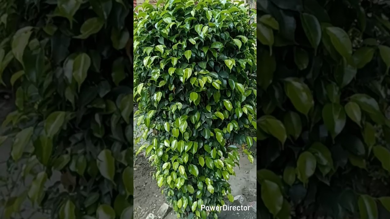 The Secret Life of Ficus Plants