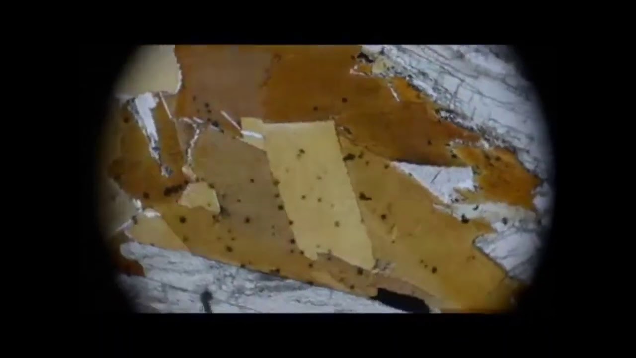 Strong pleochroism in biotite under the optical microscope