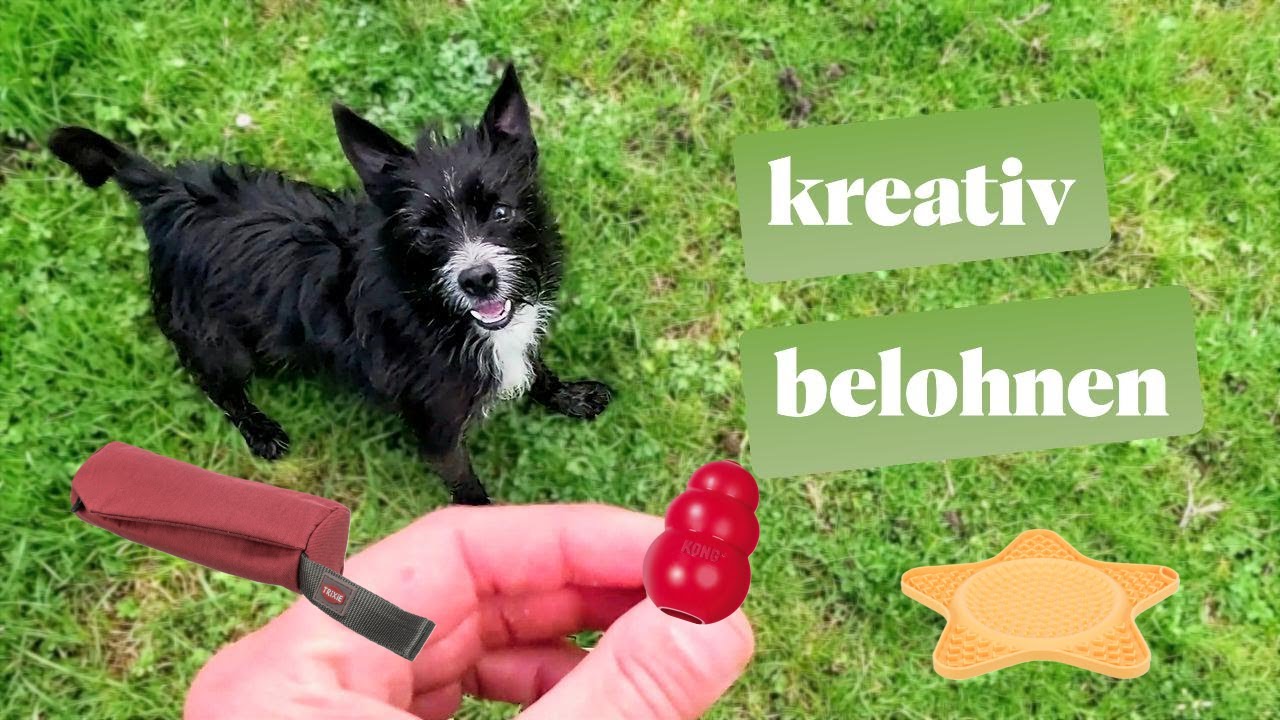 Kreative Belohnungsideen für deinen Hund