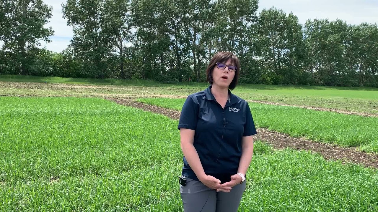 Agronomy Minute - Crop Scouting (part 2)