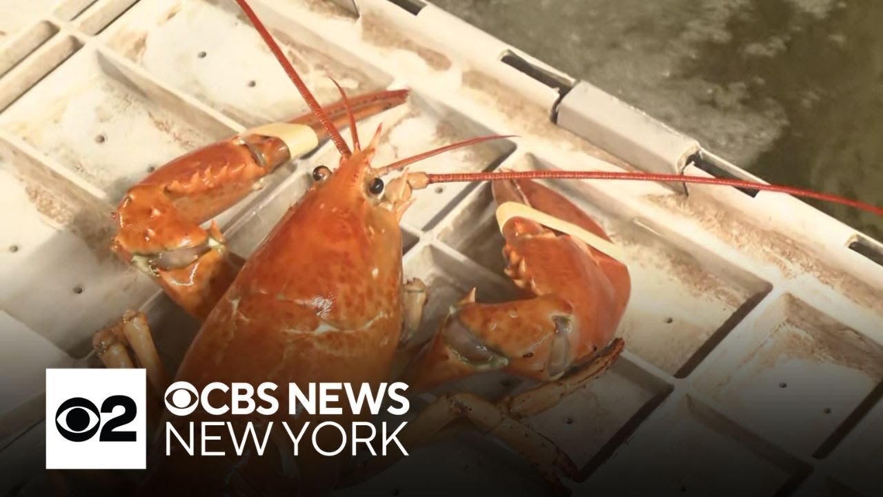 5 rare orange lobsters to be donated to New York Aquarium