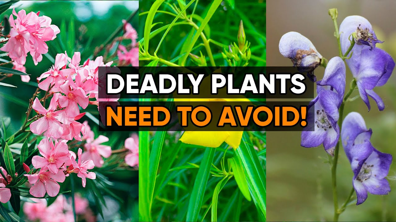 I Regret Planting These 7 Plants — Don’t Make the Same Mistake!