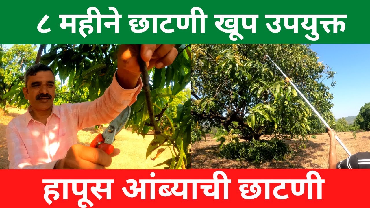 हापूस आंब्याची छाटणी  | ८ महीने छाटणी खूप उपयुक्त | mango pruning | mango farming | kokan