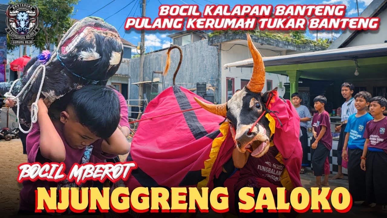Lucu!!.. Bocil Kalap Pulang Rumah Tukar Banteng‼️NJUNGGRENG SALOKO Terbaru Mberot Abis,, 