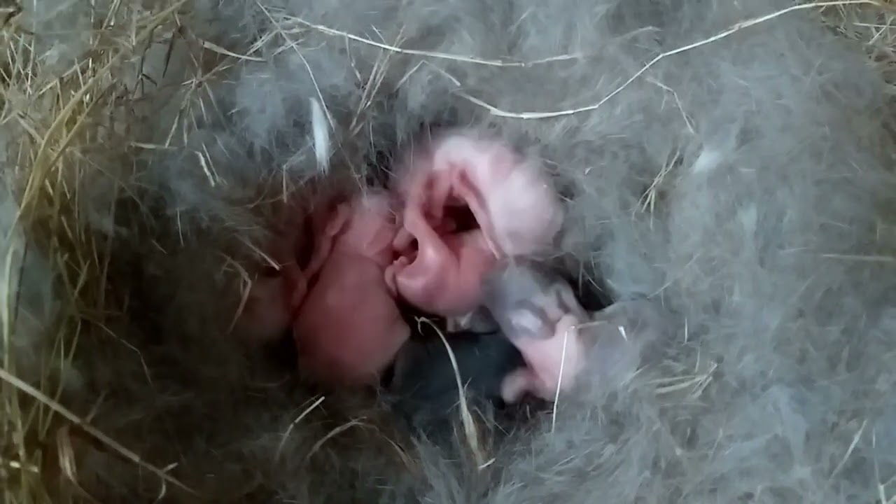 Conejitos recién nacidos