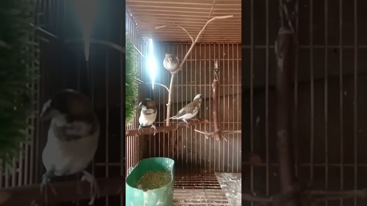 Society finch paud #emprit #birds #finch #finches #finchlover #emje #empritjepang #societyfinch