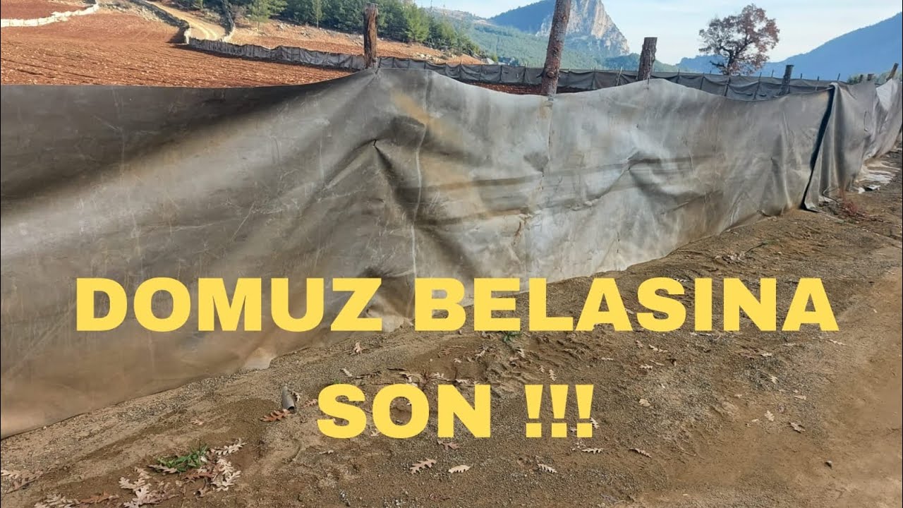 Domuz Kovucu, Domuz Savar !!!