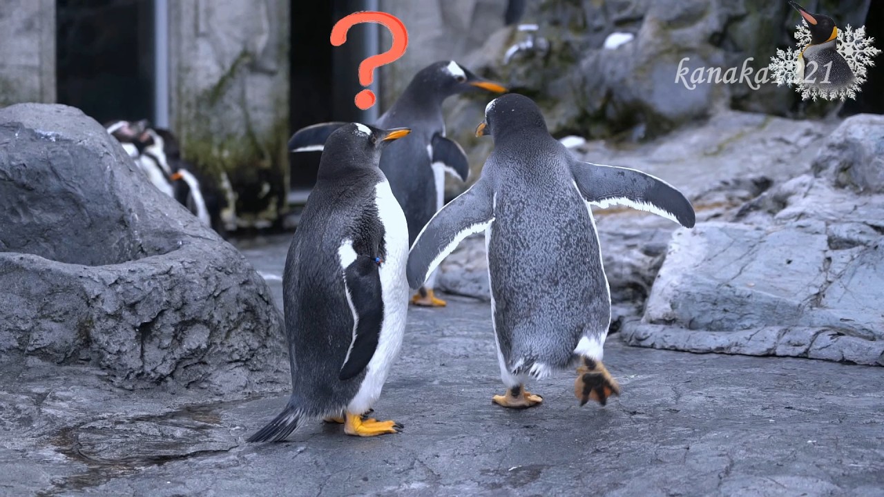 旭山動物園 仔ペンギン達の成長ぶりに驚く！