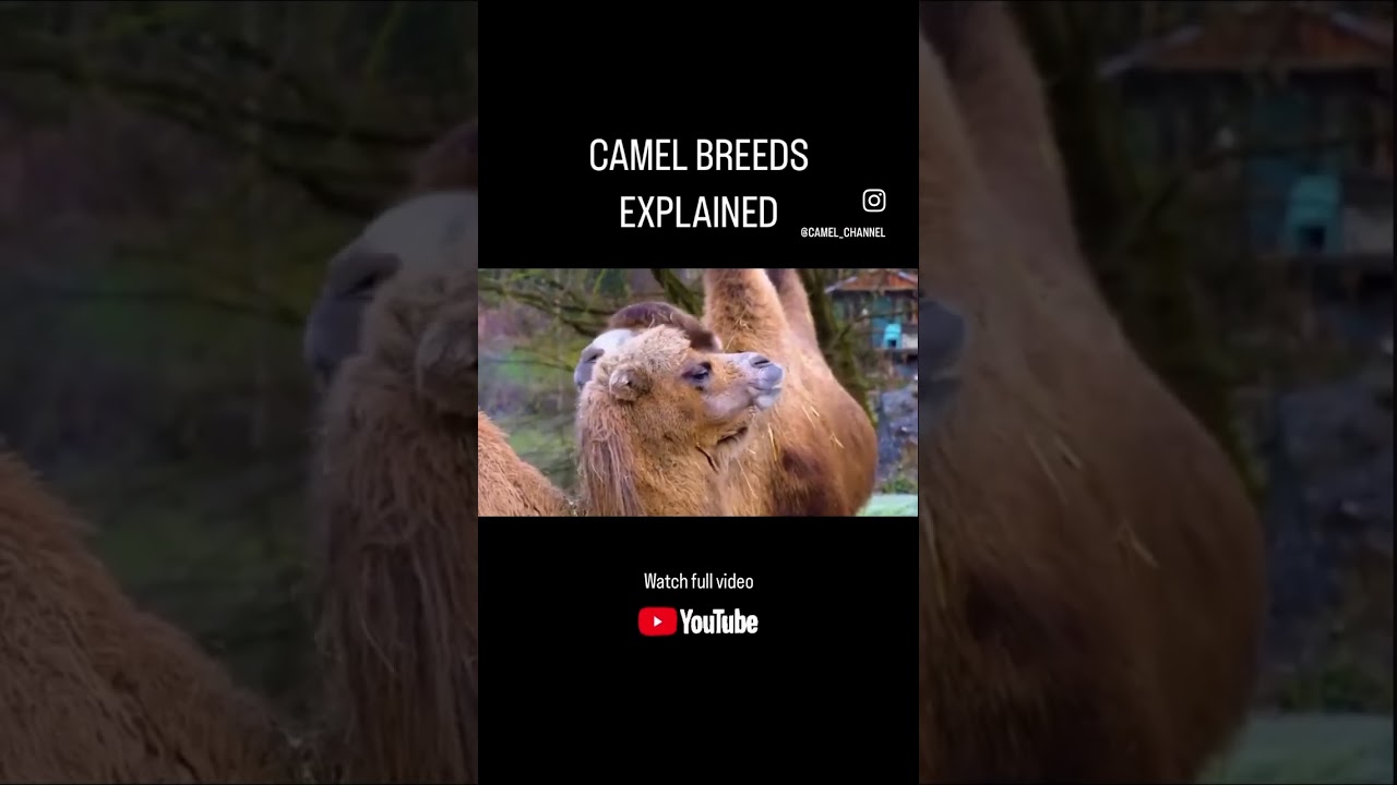 🤯 There are how many Camel Breeds!? #camelfacts